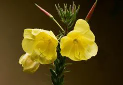 Έλαιο νυχτολούλουδου – καλλωπιστική δύναμη των κίτρινων λουλουδιών