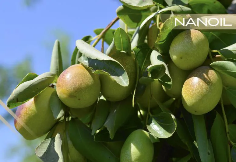 Έλαιο jojoba - Τέλειο ενισχυτικό για μαλλιά και όλους τους τύπους δέρματος