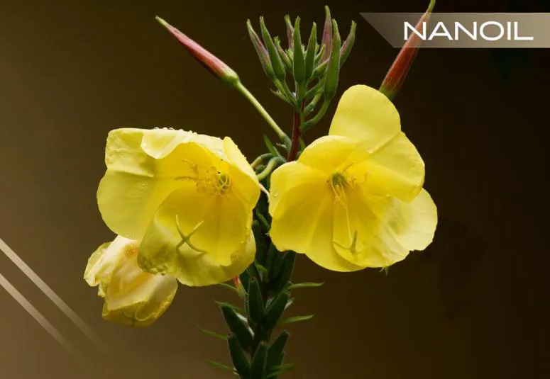 Έλαιο νυχτολούλουδου – καλλωπιστική δύναμη των κίτρινων λουλουδιών