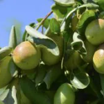 Έλαιο jojoba - Τέλειο ενισχυτικό για μαλλιά και όλους τους τύπους δέρματος